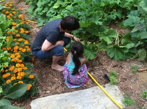 B picking the actual zucchini that was used in tonight's sauteed veggie dish. To her credit, she did finish all her veggies. 